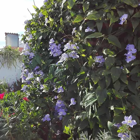 Haus In Icod De Vinos Mit Privatem Garten